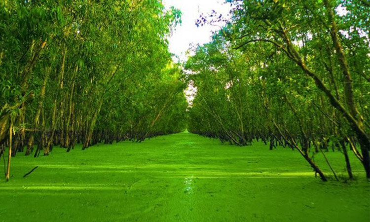 Kham pha 8 khu rung nguyen sinh noi tieng nhat Viet Nam-Hinh-16