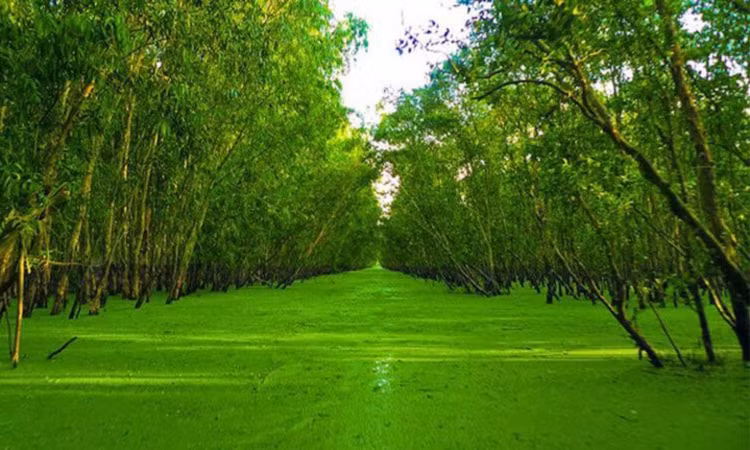 Kham pha 8 khu rung nguyen sinh noi tieng nhat Viet Nam-Hinh-16