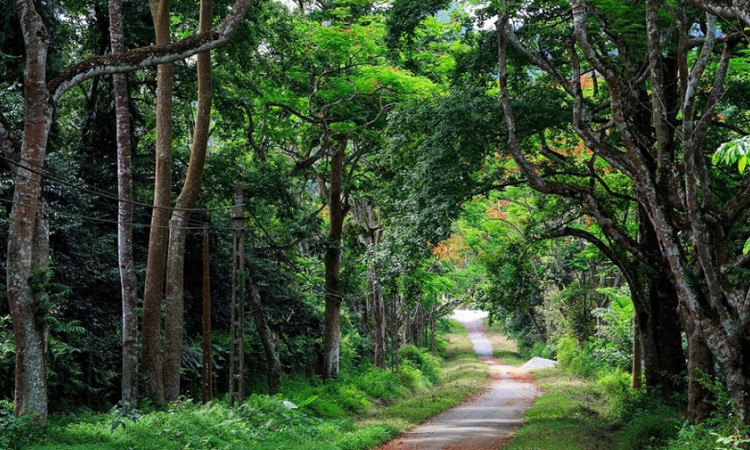 Kham pha 8 khu rung nguyen sinh noi tieng nhat Viet Nam-Hinh-11