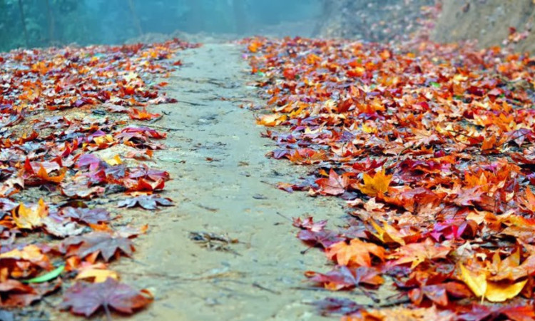 Kham pha 8 khu rung nguyen sinh noi tieng nhat Viet Nam-Hinh-20