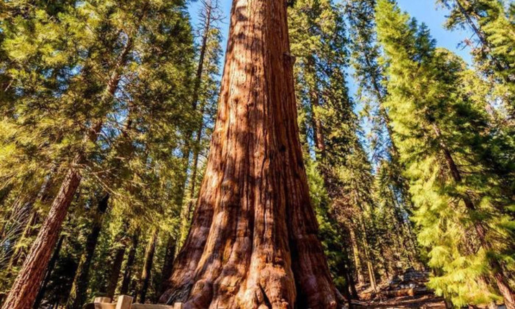 Chiem nguong 8 loai cay to lon nhat hanh tinh, tuoi tho toan hang khung-Hinh-2