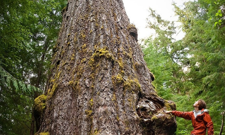 Chiem nguong 8 loai cay to lon nhat hanh tinh, tuoi tho toan hang khung-Hinh-8