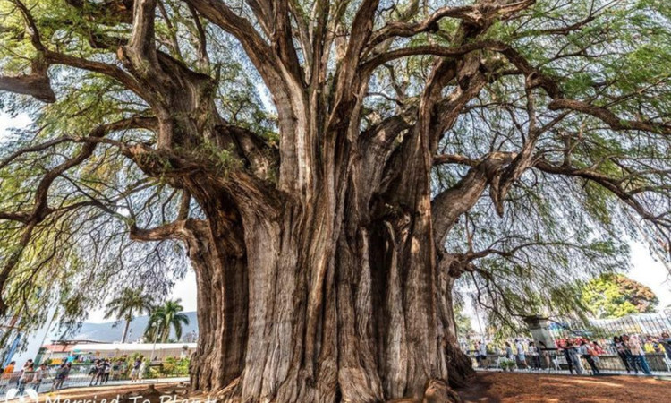 Chiem nguong 8 loai cay to lon nhat hanh tinh, tuoi tho toan hang khung-Hinh-5