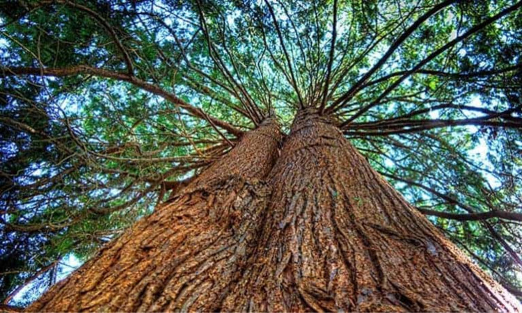 Chiem nguong 8 loai cay to lon nhat hanh tinh, tuoi tho toan hang khung-Hinh-7