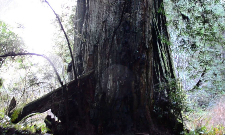 Chiem nguong 8 loai cay to lon nhat hanh tinh, tuoi tho toan hang khung-Hinh-4