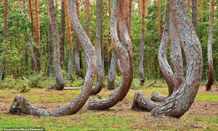 Nhung khu rung dep nhu co tich, ai cung uoc ao den mot lan-Hinh-9