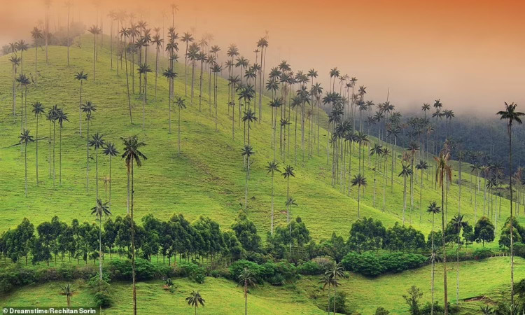 Nhung khu rung dep nhu co tich, ai cung uoc ao den mot lan-Hinh-6