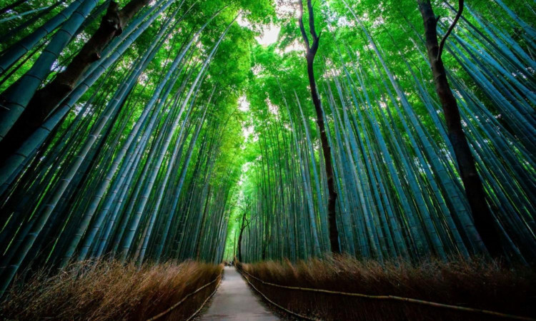 Nhung khu rung dep nhu co tich, ai cung uoc ao den mot lan-Hinh-2