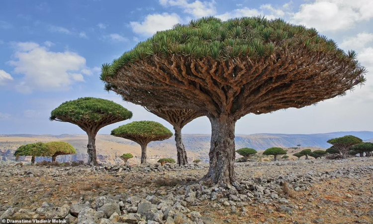 Nhung khu rung dep nhu co tich, ai cung uoc ao den mot lan-Hinh-8