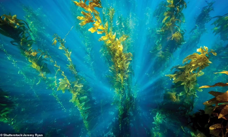 Nhung khu rung dep nhu co tich, ai cung uoc ao den mot lan-Hinh-5