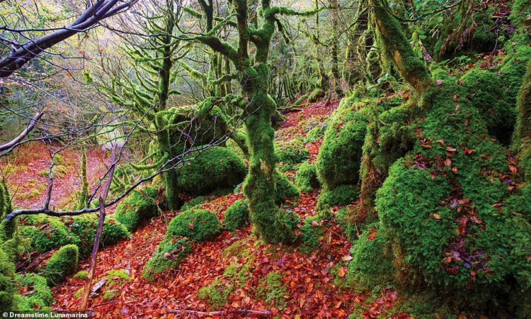 Nhung khu rung dep nhu co tich, ai cung uoc ao den mot lan-Hinh-7