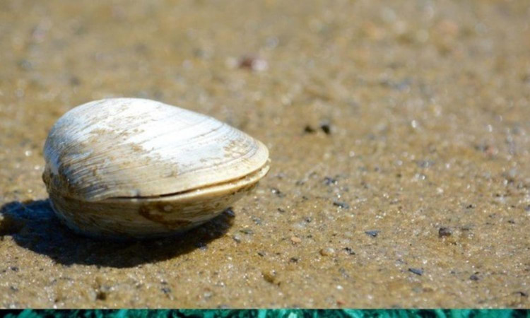 10 dong vat song lau nhat Trai Dat, co loai 10.000 tuoi-Hinh-3