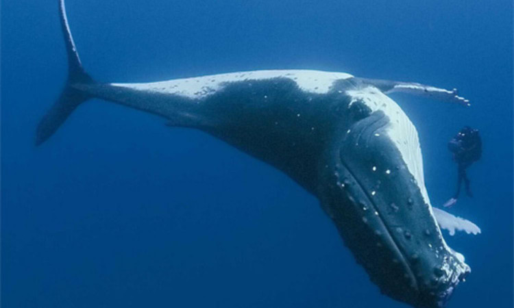 10 dong vat song lau nhat Trai Dat, co loai 10.000 tuoi