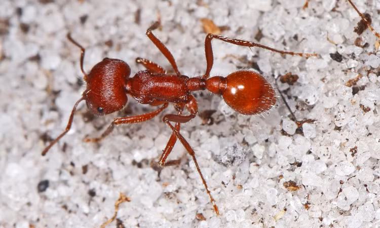 9 loai vat nho nhung co vo, san moi dang gom nhat hanh tinh