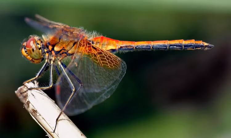 9 loai vat nho nhung co vo, san moi dang gom nhat hanh tinh-Hinh-7