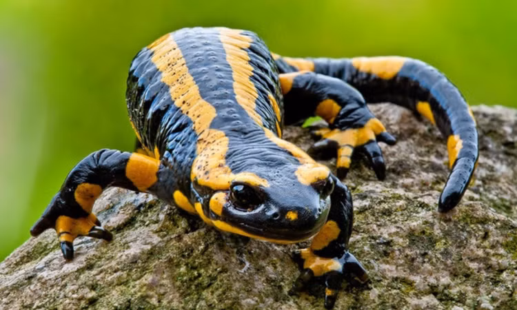 9 loai vat nho nhung co vo, san moi dang gom nhat hanh tinh-Hinh-3