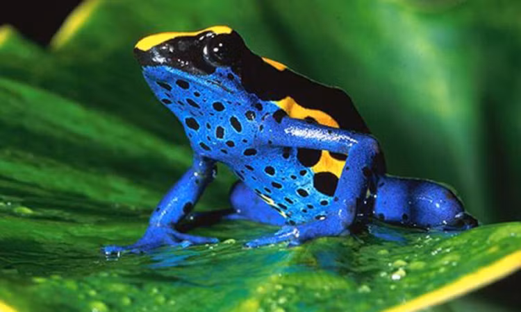 9 loai vat nho nhung co vo, san moi dang gom nhat hanh tinh-Hinh-4