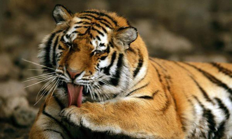 10 su that ngo ngang ve loai manh thu co doc nhat hanh tinh-Hinh-6