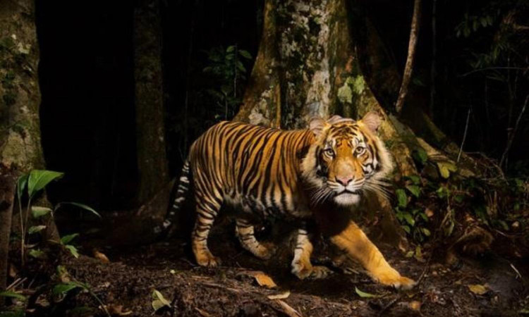 10 su that ngo ngang ve loai manh thu co doc nhat hanh tinh-Hinh-10