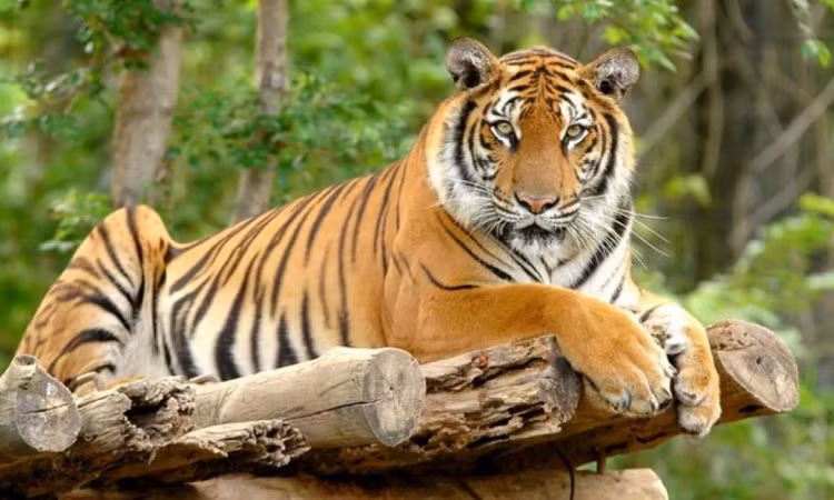 10 su that ngo ngang ve loai manh thu co doc nhat hanh tinh-Hinh-8