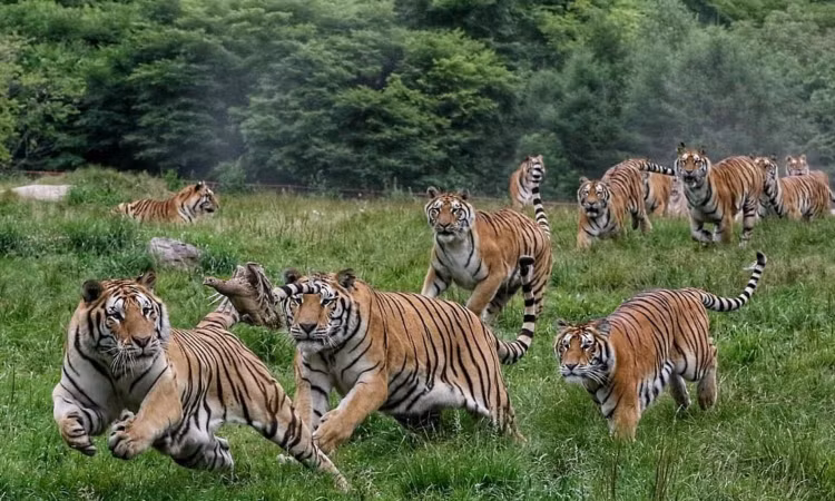 10 su that ngo ngang ve loai manh thu co doc nhat hanh tinh-Hinh-7