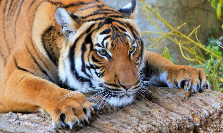 10 su that ngo ngang ve loai manh thu co doc nhat hanh tinh-Hinh-9