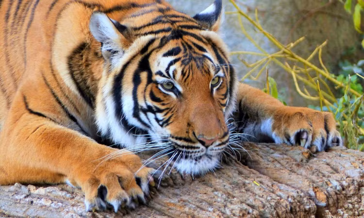 10 su that ngo ngang ve loai manh thu co doc nhat hanh tinh-Hinh-9