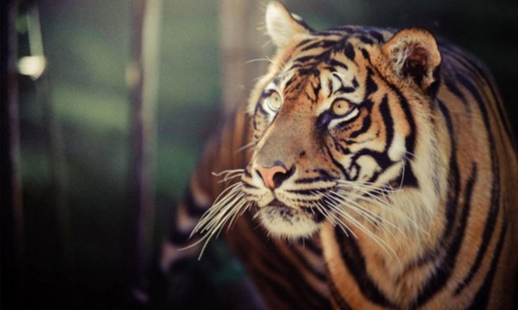 10 su that ngo ngang ve loai manh thu co doc nhat hanh tinh-Hinh-3