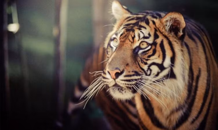 10 su that ngo ngang ve loai manh thu co doc nhat hanh tinh-Hinh-3