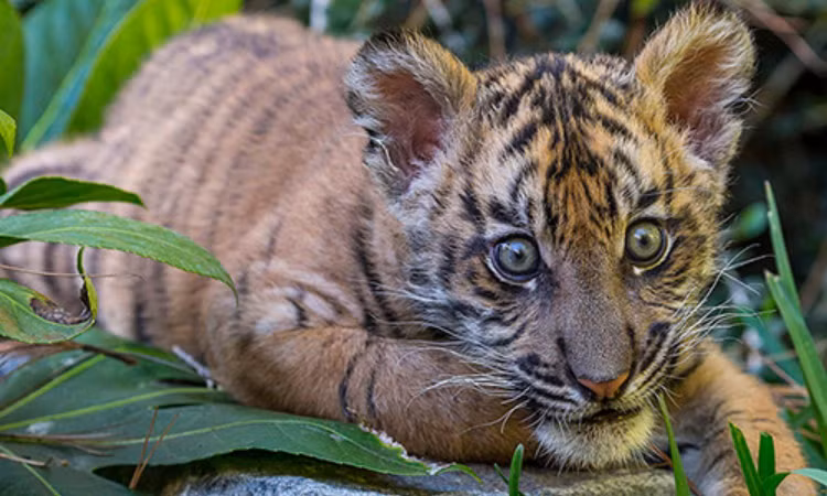 10 su that ngo ngang ve loai manh thu co doc nhat hanh tinh-Hinh-5