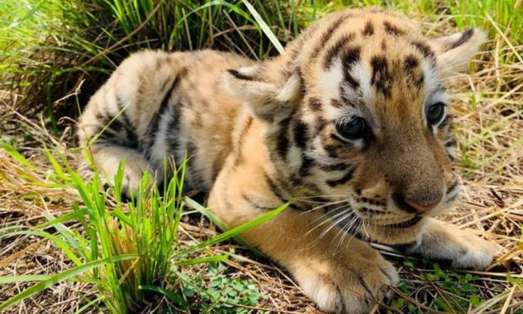 10 su that ngo ngang ve loai manh thu co doc nhat hanh tinh-Hinh-4