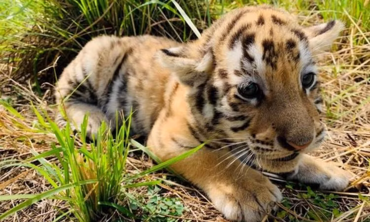 10 su that ngo ngang ve loai manh thu co doc nhat hanh tinh-Hinh-4