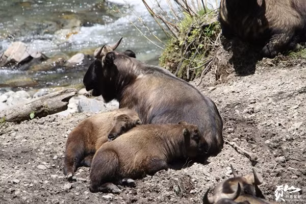 Linh thu huyen thoai xuat hien, khong gay hoang so lai cuc de thuong-Hinh-5