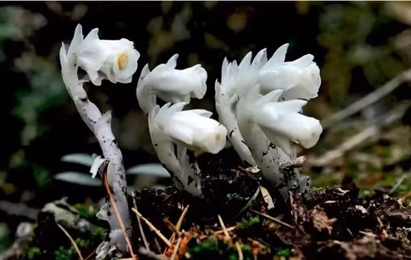 Loài hoa âm phủ đẹp ma mị, có tác dụng chữa bệnh cực quý - Hình 10 Loai hoa am phu dep ma mi, co tac dung chua benh cuc quy-Hinh-10