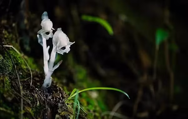 Loài hoa âm phủ đẹp ma mị, có tác dụng chữa bệnh cực quý - Hình 9 Loai hoa am phu dep ma mi, co tac dung chua benh cuc quy-Hinh-9