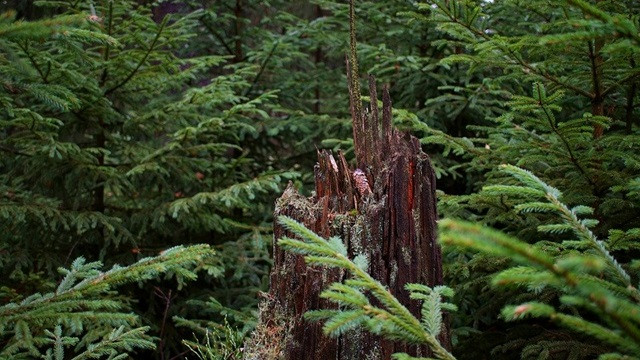 Huyen thoai son da ga chi co o Canada, ai nghe xong cung mat ngu-Hinh-5