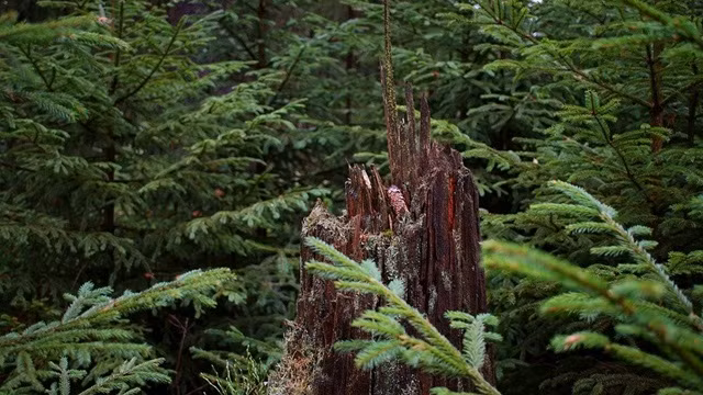 Huyen thoai son da ga chi co o Canada, ai nghe xong cung mat ngu-Hinh-5