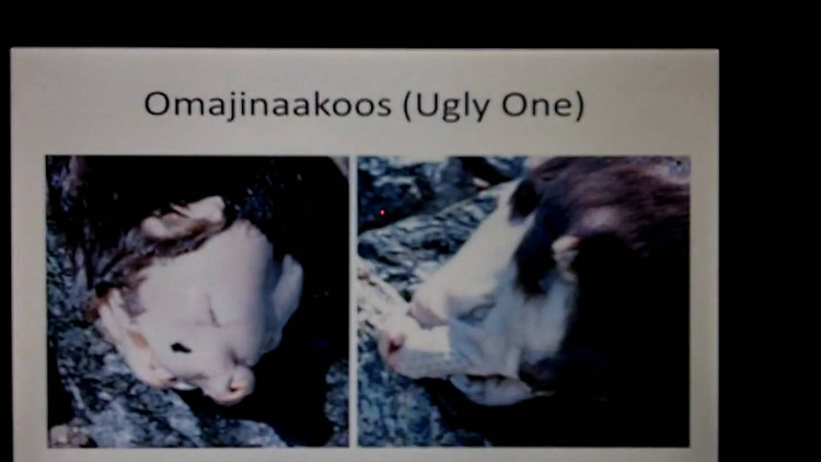 Huyen thoai son da ga chi co o Canada, ai nghe xong cung mat ngu-Hinh-2