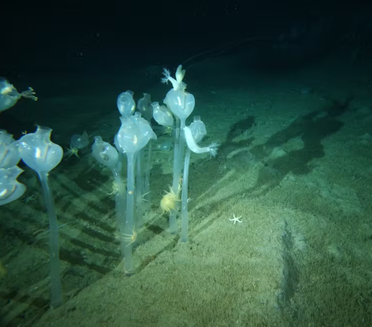 Tang bang troi khong lo tach ra, 