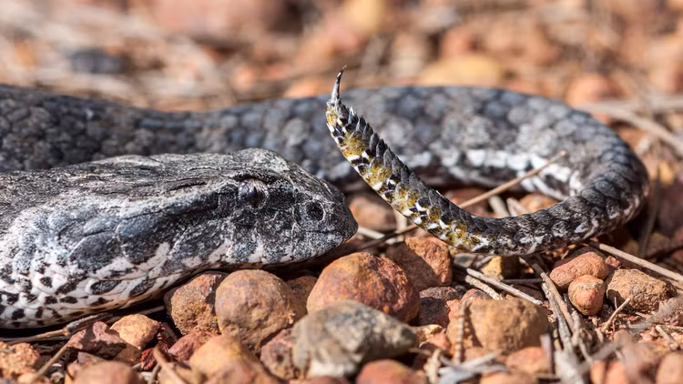 Phat hien loai ran tu than 3 nanh, gioi khoa hoc khiep so-Hinh-10