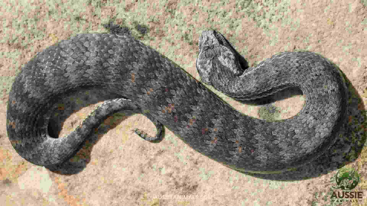 Phát hiện loài rắn tử thần 3 nanh, giới khoa học khiếp sợ - Hình 9 Phat hien loai ran tu than 3 nanh, gioi khoa hoc khiep so-Hinh-9