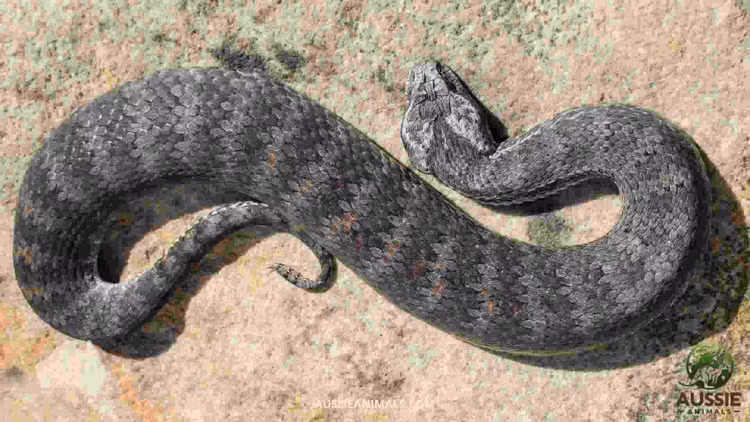 Phat hien loai ran tu than 3 nanh, gioi khoa hoc khiep so-Hinh-9