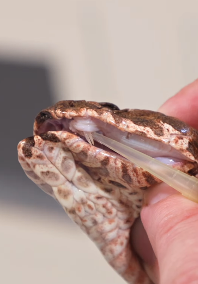 Phát hiện loài rắn tử thần 3 nanh, giới khoa học khiếp sợ - Hình 5 Phat hien loai ran tu than 3 nanh, gioi khoa hoc khiep so-Hinh-5