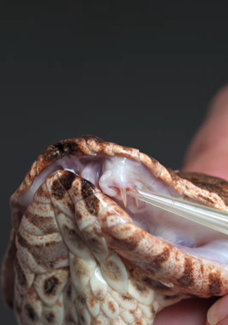 Phát hiện loài rắn tử thần 3 nanh, giới khoa học khiếp sợ - Hình 4 Phat hien loai ran tu than 3 nanh, gioi khoa hoc khiep so-Hinh-4