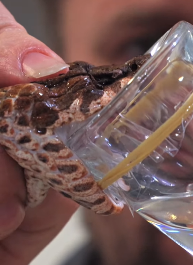 Phát hiện loài rắn tử thần 3 nanh, giới khoa học khiếp sợ - Hình 7 Phat hien loai ran tu than 3 nanh, gioi khoa hoc khiep so-Hinh-7