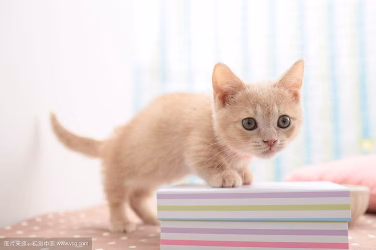 Hai tuan toi: 4 con giap Ngoc Hoang ban on, tai loc dat dinh