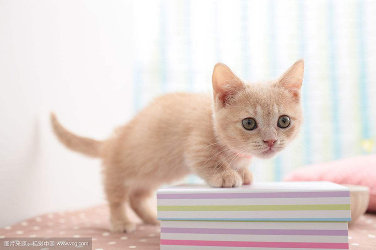 Du doan ngay moi 31/10/2022 cho 12 con giap: Ty boi thu, Suu hoang phi-Hinh-4