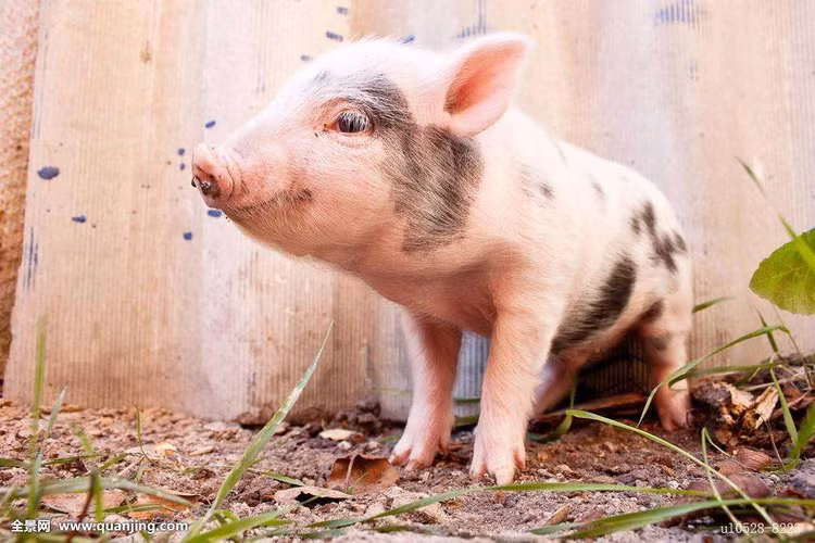 Sau Tet Quy Mao: Top con giap tai loc nhu nuoc, trung so thinh linh-Hinh-7