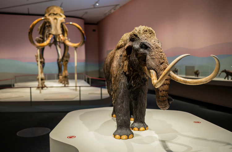 Sua ham ruou, choang nang thay xuong ma mut 40.000 tuoi chat dong-Hinh-9