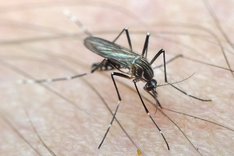 Su that nha khoa hoc hy sinh ban than de muoi dot... den chet-Hinh-11